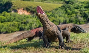 Komodo dragons in Indonesia.